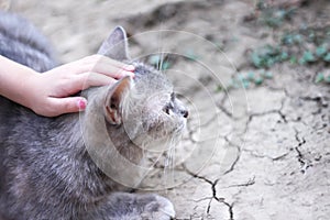 Gray cat with asian little child girl left hand on head sitting on the ground