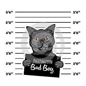 Gray cat bad boy. Cat criminal. Arrest photo. Police records. Cat prison. Police mugshot background. Vector.