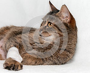 Gray cat with a bandaged paw. Treatment of a cat with a broken paw. Veterinary care for animals.