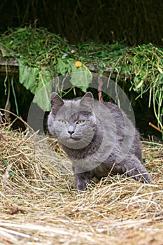 Gray cat in a barn on hay