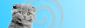 a gray cat with beautiful eyes on a color background