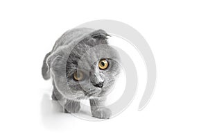 A gray cat with beautiful eyes on a white background