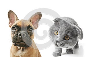 A gray cat with beautiful eyes on a white background