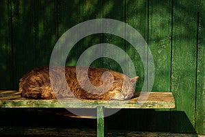 Gray cat on a bench near a green wall