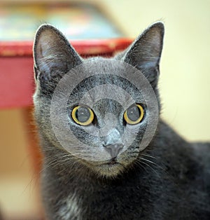 Gray cat with big eyes