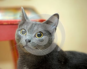 Gray cat with big eyes