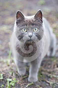 Gray cat with big green eyes