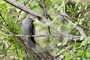 Gray Cat Bird