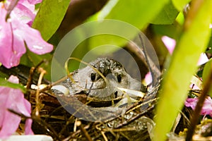 Gray cat bird in nest