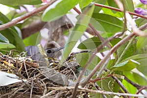 Gray cat bird in nest