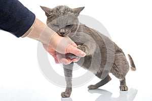 gray cat bites a man hand on a white background. cat predators