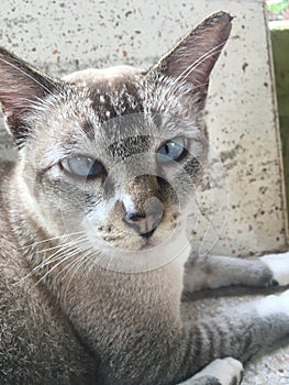 Gray cat, blue eyes