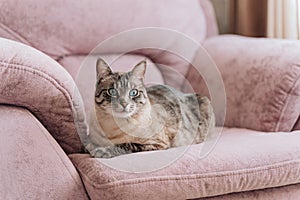 a gray cat with blue eyes sits on a chair