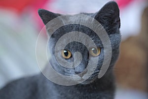 Gray cat of British breed looks with large yellow eyes