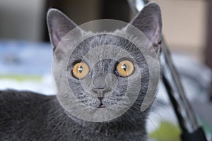 Gray cat of British breed looks with large yellow eyes