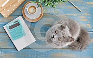 A gray cat of British breed sits on a desktop and looks at the camera. Top view, copy space