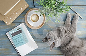 A gray cat of British breed sits on a desktop and looks at the camera. Top view, copy space