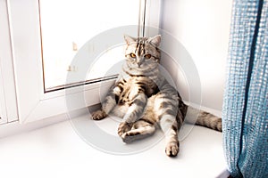 Gray cat of british breed sitting on a white windowsill