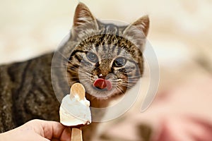 Gray cat with brown licking face with a pink tongue