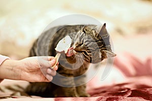 Gray cat with brown licking face with a pink tongue