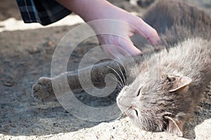 Gray cat caress