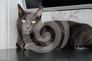 a gray cat of the Chartreux breed. pets in the family.