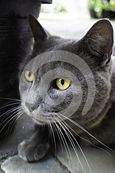 Gray cat chilling out on the floor