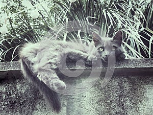 Gray cat chills on the ledge