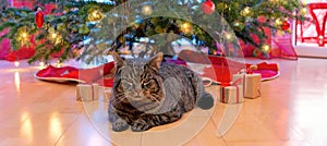 Gray cat and christmas tree.