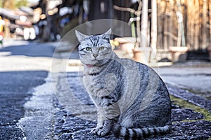 Gray cat chubby pussy cat in old village. Cat in the ancient village of Tsumagojuku Village, Nagano City, Japan