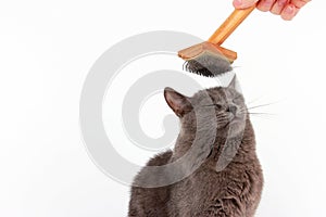 Gray cat combed wool brush on the head