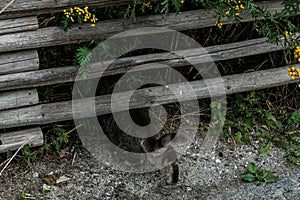 Gray cat crawling under the wooden fence. Cute camouflage kitten butt and paws in the rural village. Invisible thief on the ground