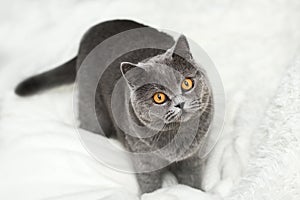 A gray cat crushes a white soft blanket with its paws. Fluffy charming cat with yellow eyes