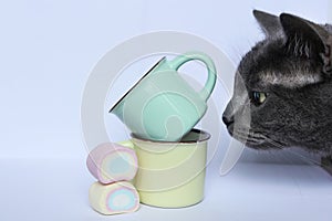 Gray cat with a cup and marshmallows on a white background