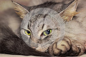 Gray cat curled up in a ball on the sofa with half-closed eyes