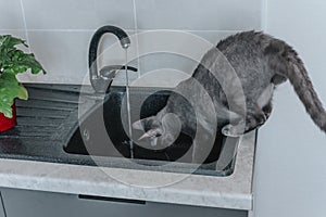 A gray cat of the curly Sphinx breed drinks water from the tap while sitting in the kitchen sink