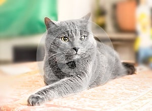 Gray cat deep in thought