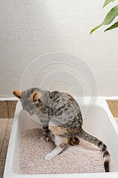 Gray cat defecating in a sandbox