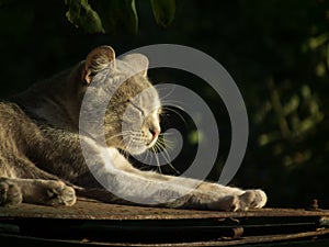 A gray cat dozing in the sun