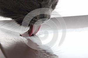Gray cat drinking milk tongue closeup