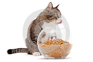 Gray cat and dry food