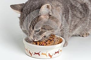 Gray cat eating from the bowl. Close up