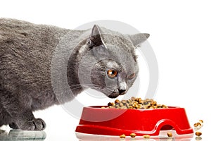 Gray cat eating from the bowl isolated on white