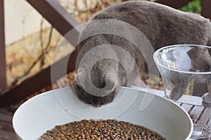 Gray cat eats brown wet food from a large white bowl