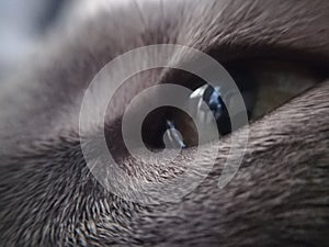 Gray Cat Eye as Microphoto