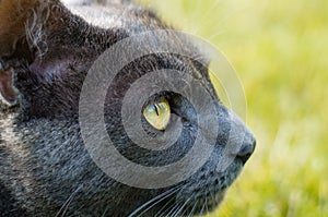 Gray cat eye close up, looking up