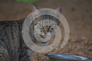 Gray cat face in profile