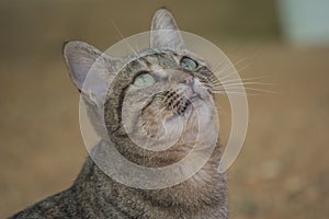Gray cat face in profile