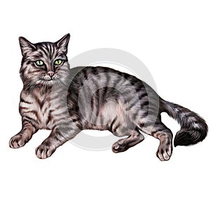 Gray cat Felis catus photo