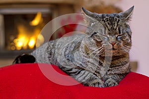 Gray Cat and a fireplace.